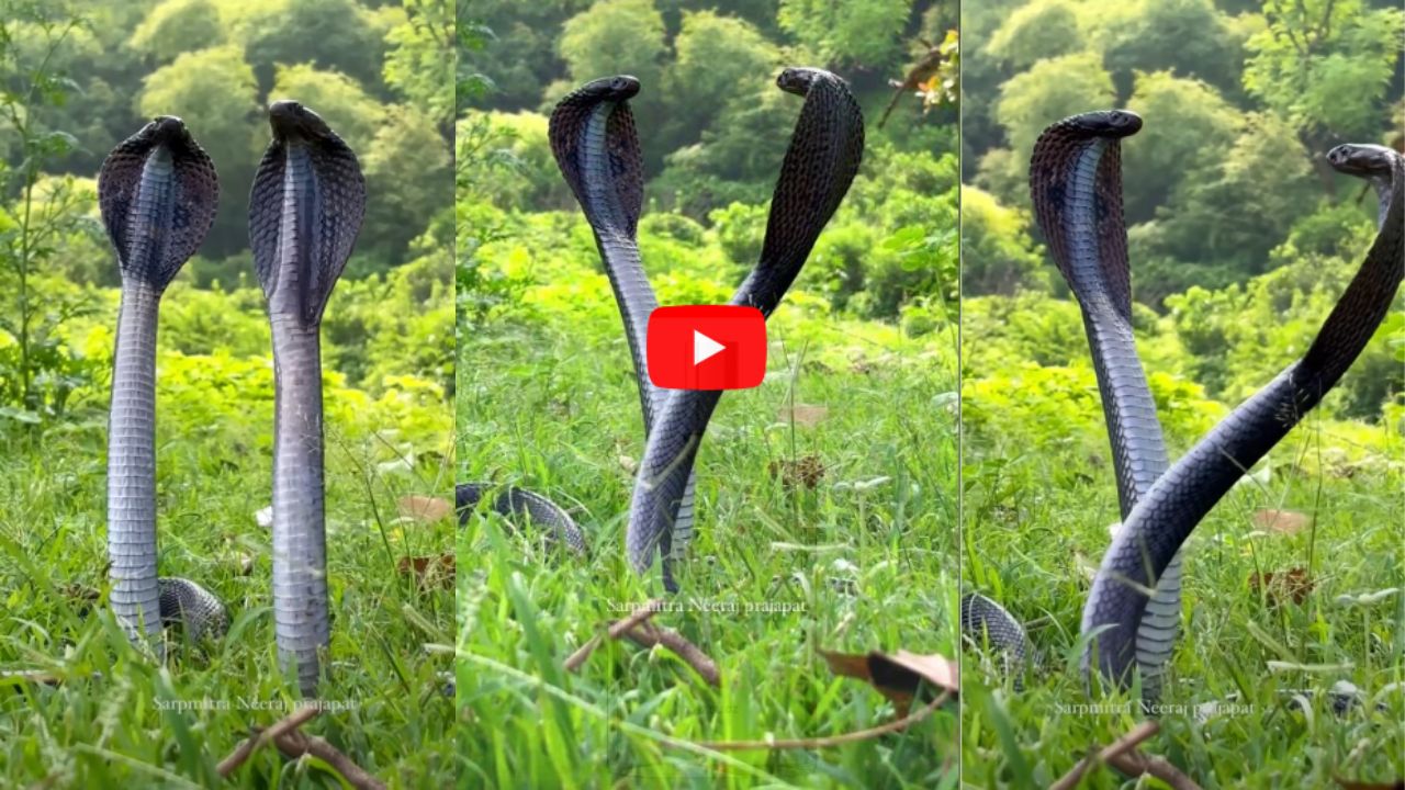 Snake Viral Video 2025