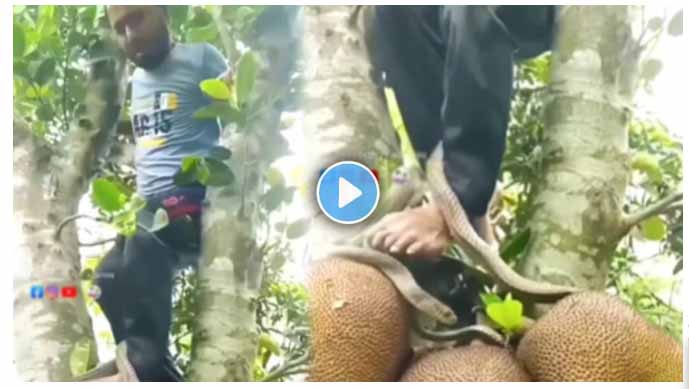 Viral Video Snake